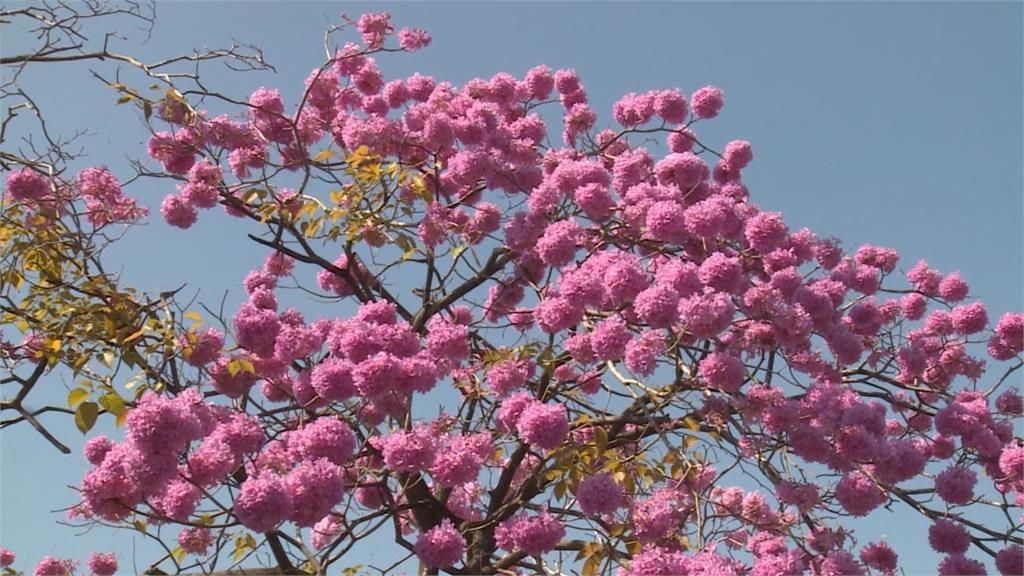 嘉義永豐當舖｜每日消息-嘉義「洋紅風鈴木」提前綻放 粉紅花球美艷無比